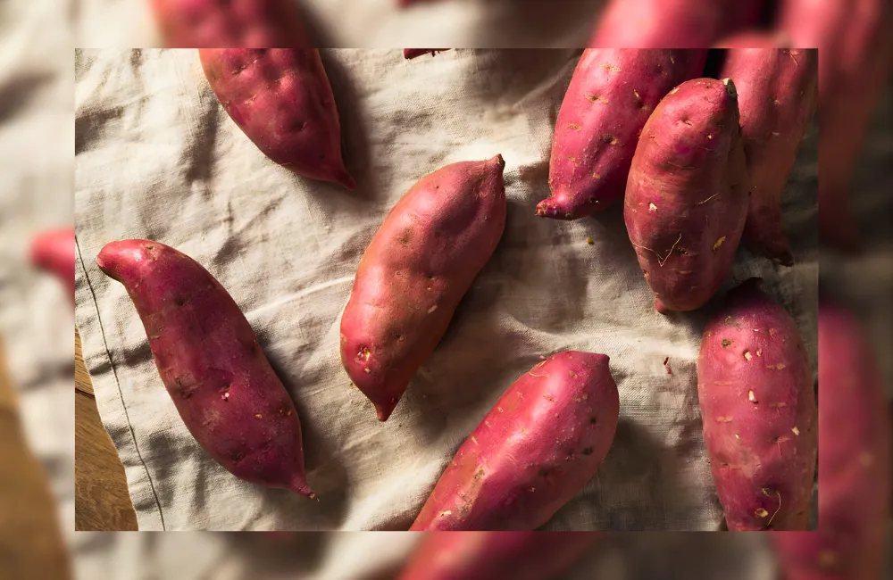 Các giống khoai lang Nhật