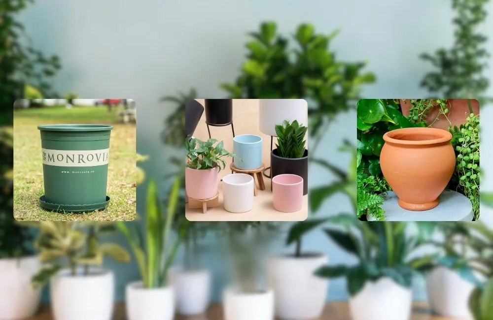 Các loại chậu trồng cây: đất nung, chậu nhựa có lỗ, chậu mini