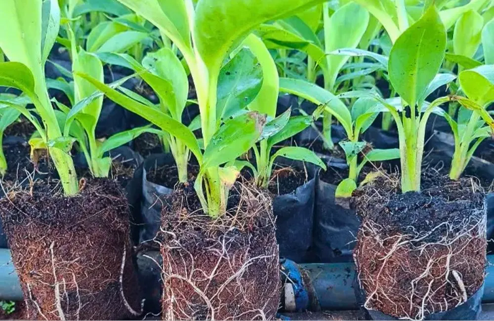 Các loại chuối var cấy mô đẹp