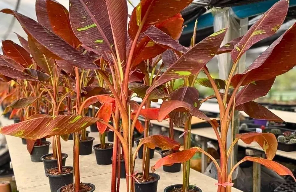 Các loại chuối var cấy mô - chuối var đỏ