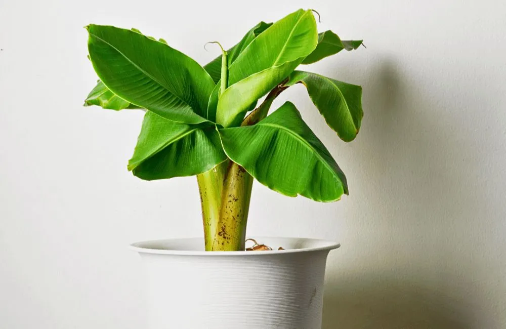 Các loại chuối var cấy mô - chuối var mini