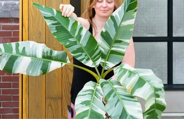 Điểm danh các loại chuối var cấy mô đẹp và hiếm nhất 2026