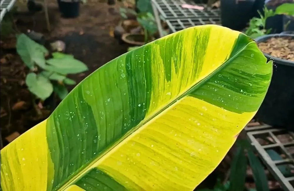 Các loại chuối var cấy mô - chuối var vàng