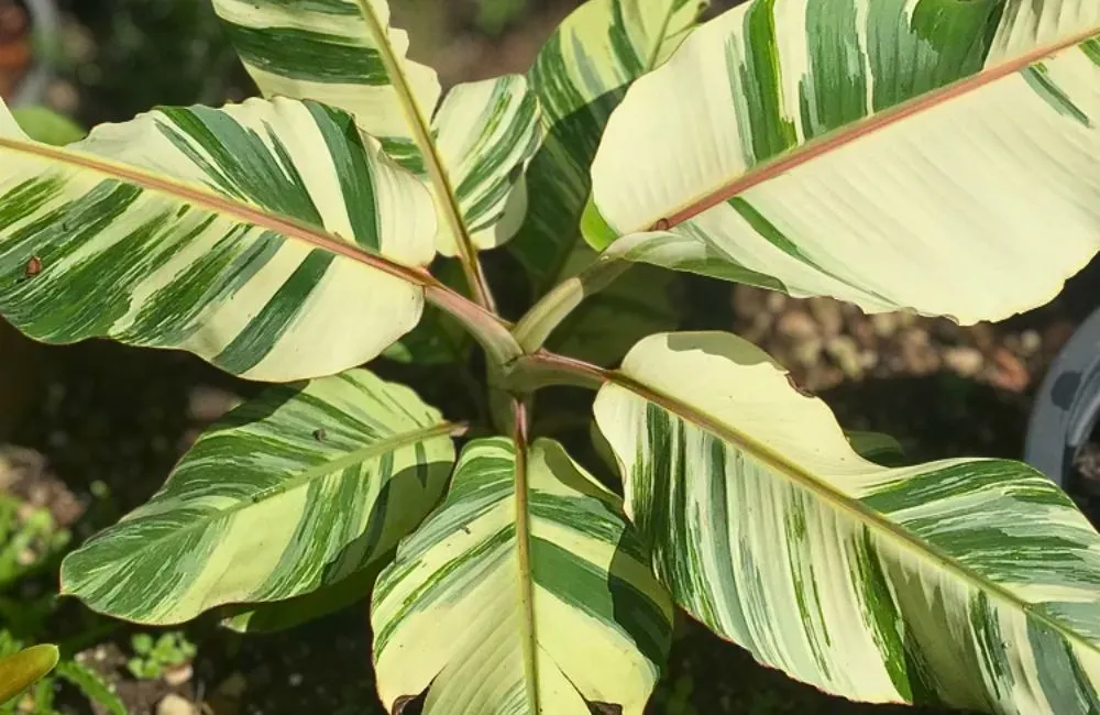 Các loại chuối var cấy mô