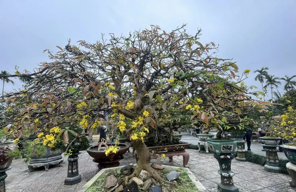 Cách chăm mai quý cấy mô 