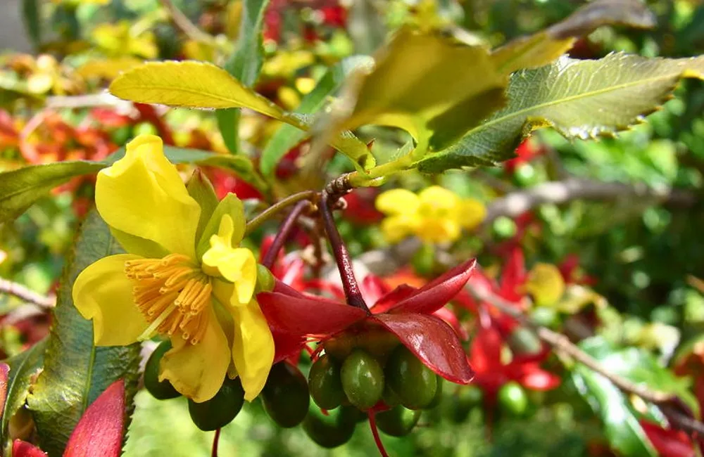 Cách chăm mai quý cấy mô 