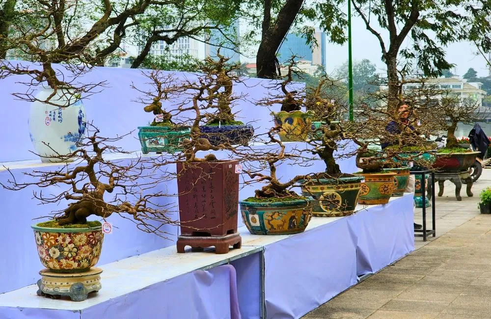 Cách chăm mai quý cấy mô 