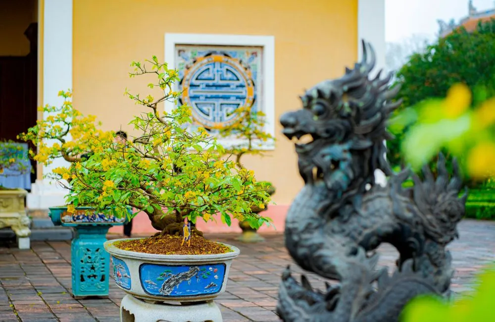 Cách chăm mai quý cấy mô 