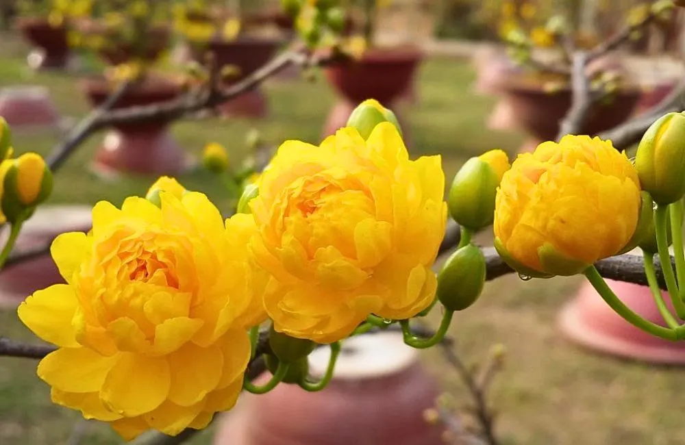 Cách chăm mai quý cấy mô 