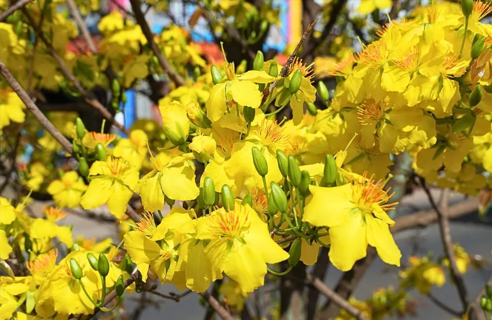 Cách chăm mai quý cấy mô 