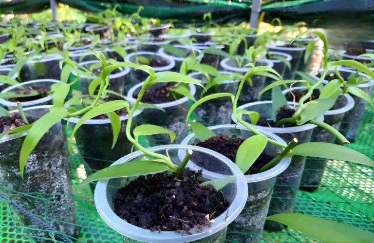 Bật mí cách chăm vani đỏ cấy mô đúng chuẩn cho nhà vườn