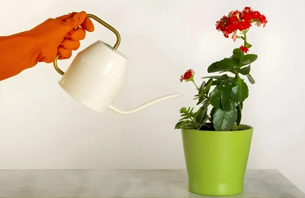 Cách tưới - bón phân - ánh sáng cho cây sống đời