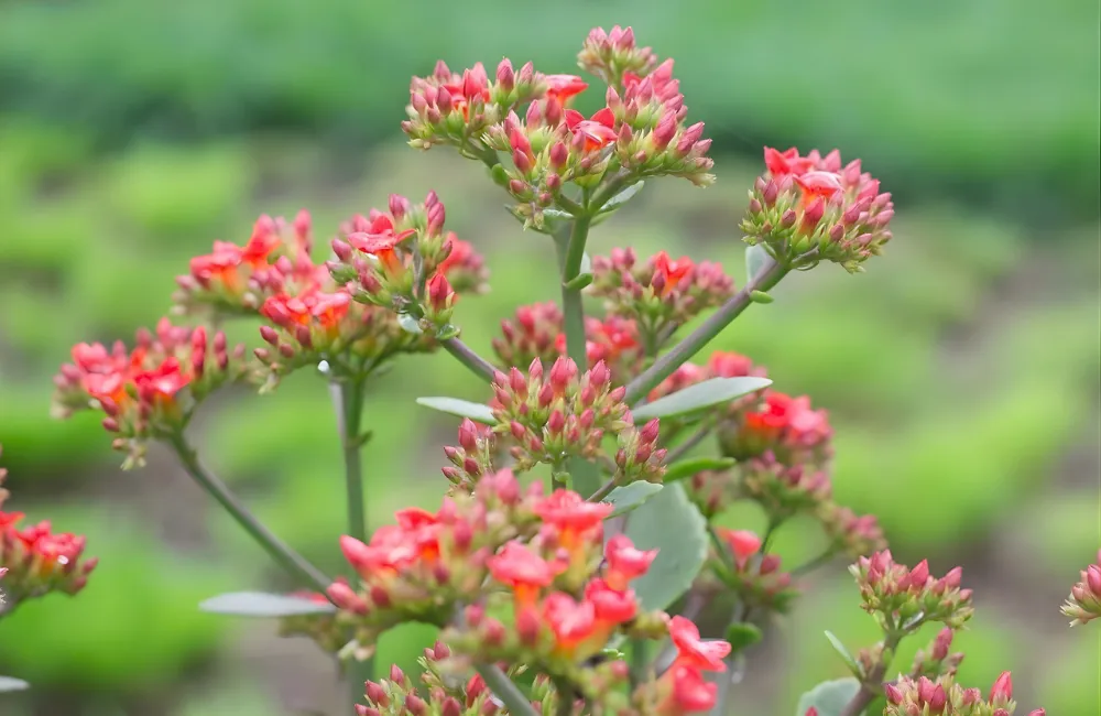 Các lỗi thường gặp khi chăm sống đời