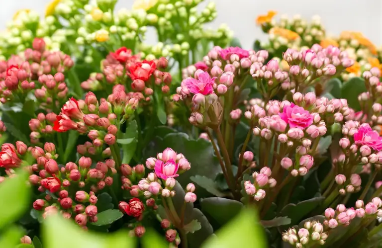 Người mới nên bắt đầu cách trồng sống đời hồng cấy mô ra sao?