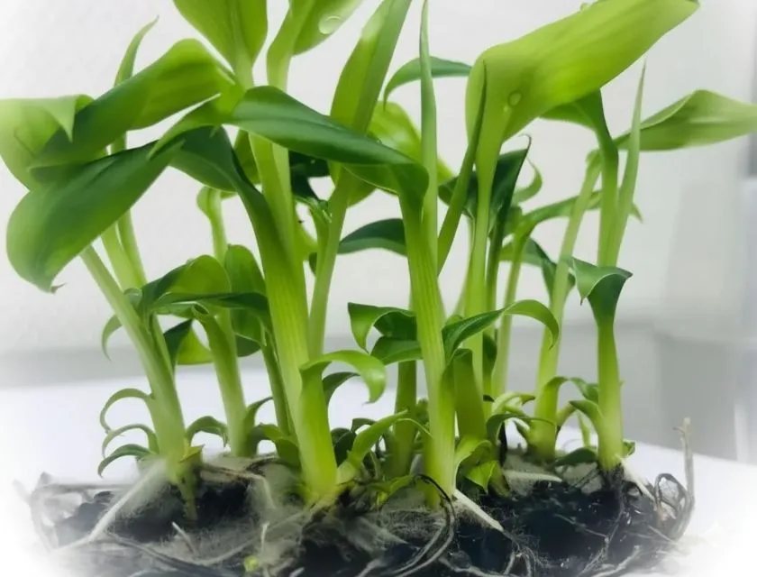 Chuối var cấy mô 