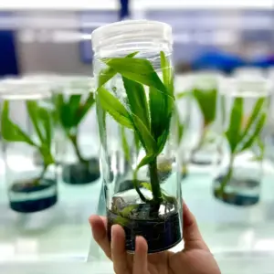 Cây Dừa Sáp Xanh Cấy Mô SAĐ1