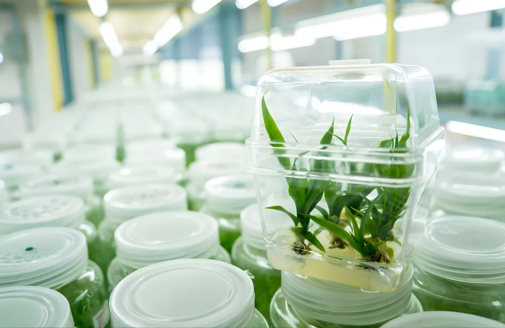 Cây Dừa Sáp Xanh Cấy Mô SAĐ1 là gì ? 