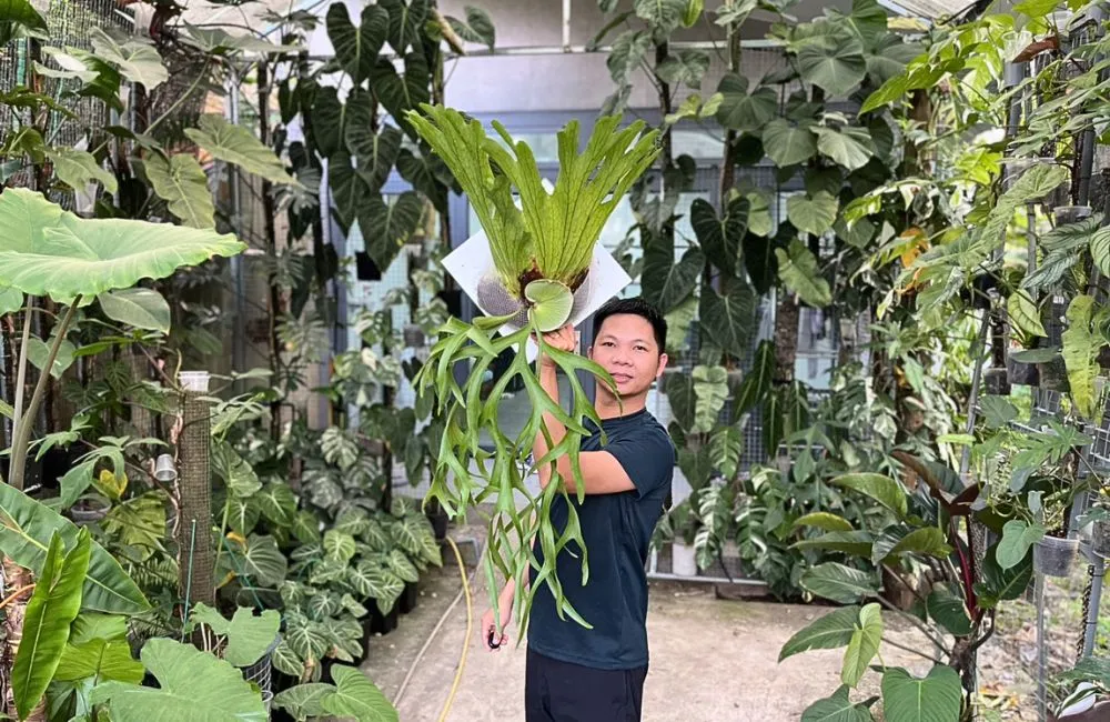 Cách chăm sóc cây ổ rồng cấy mô