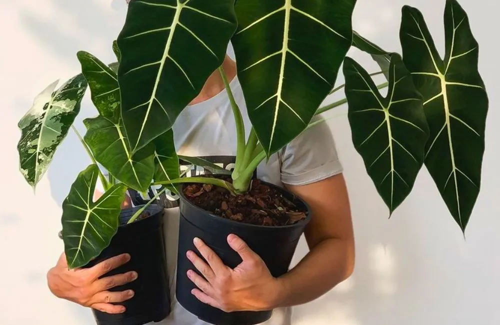 Chăm sóc Alocasia cấy mô