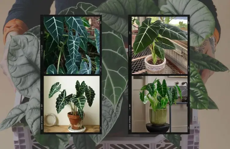 Làm thế nào để chăm sóc Alocasia cấy mô cho người chơi mới?