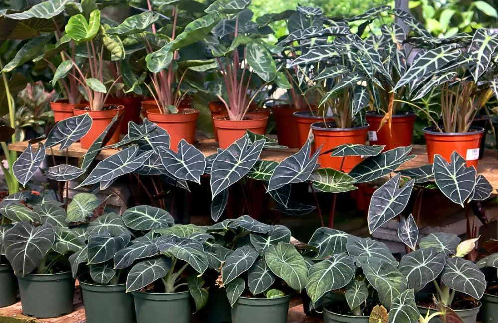 Chăm sóc Alocasia cấy mô