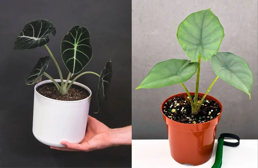 Chăm sóc Alocasia cấy mô