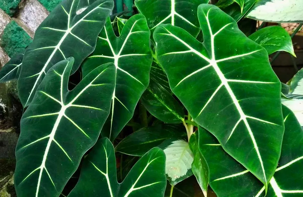 Chăm sóc Alocasia cấy mô