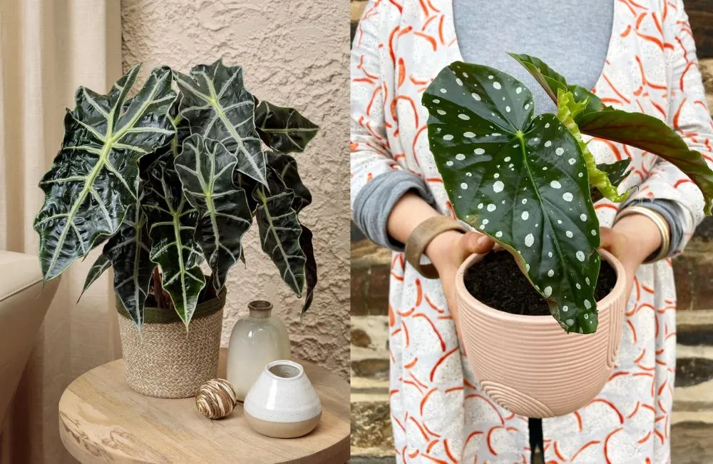 Chăm sóc Alocasia cấy mô