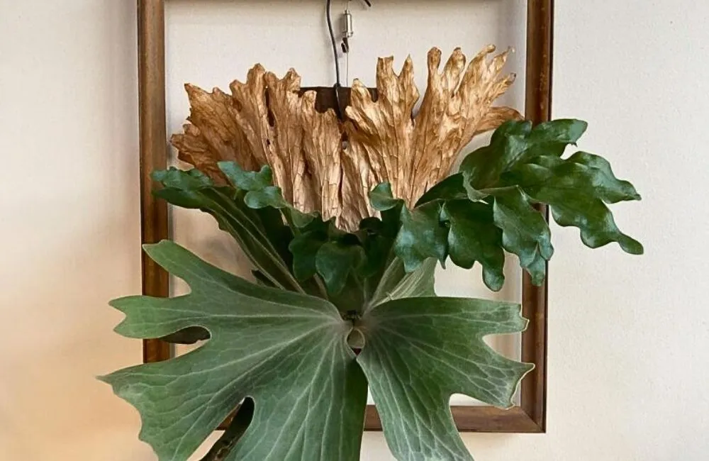 Công dụng cây ổ rồng trong decor