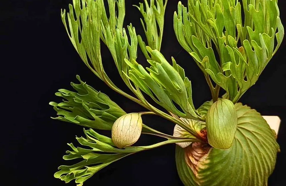 Công dụng cây ổ rồng trong việc lọc khí 