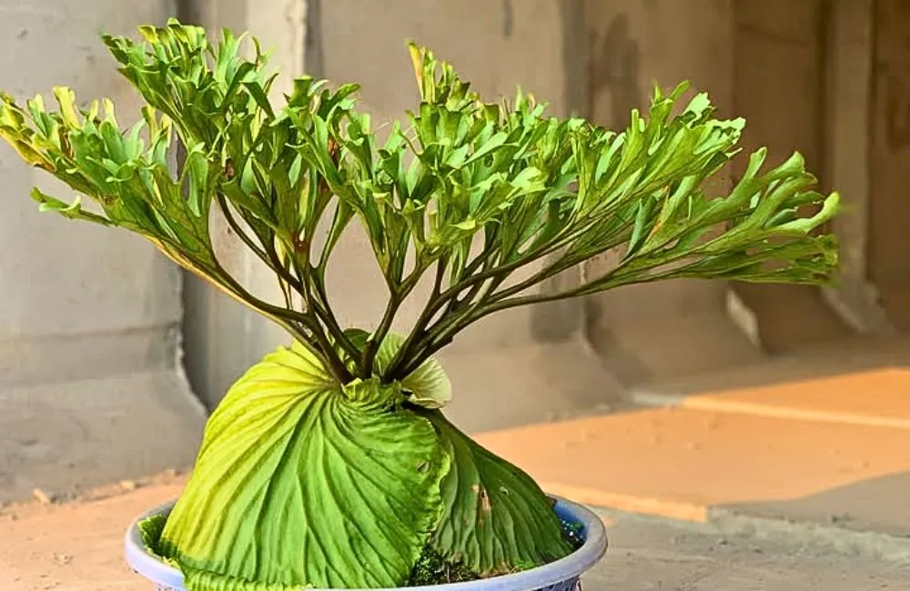 Cây ổ rồng xanh tốt dưới ánh nắng.