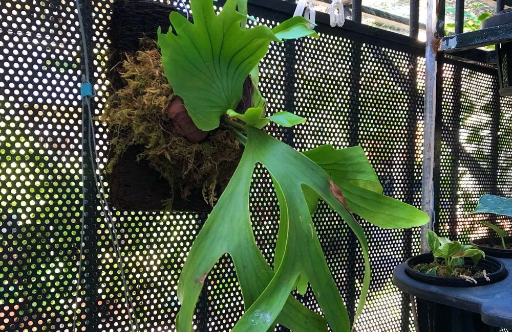 Công dụng cây ổ rồng trong sân vườn