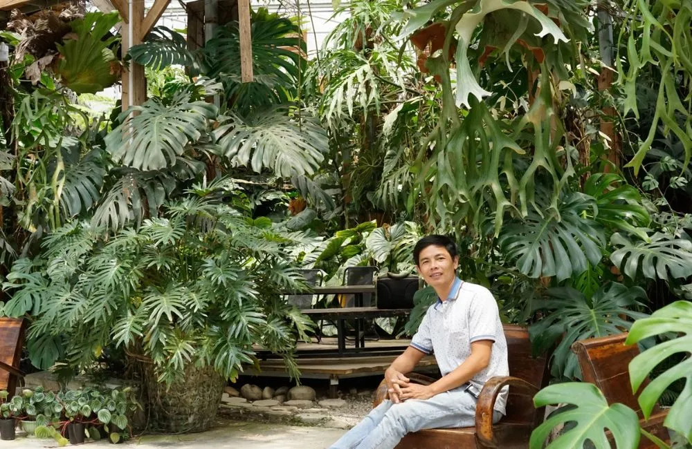 Công dụng cây ổ rồng