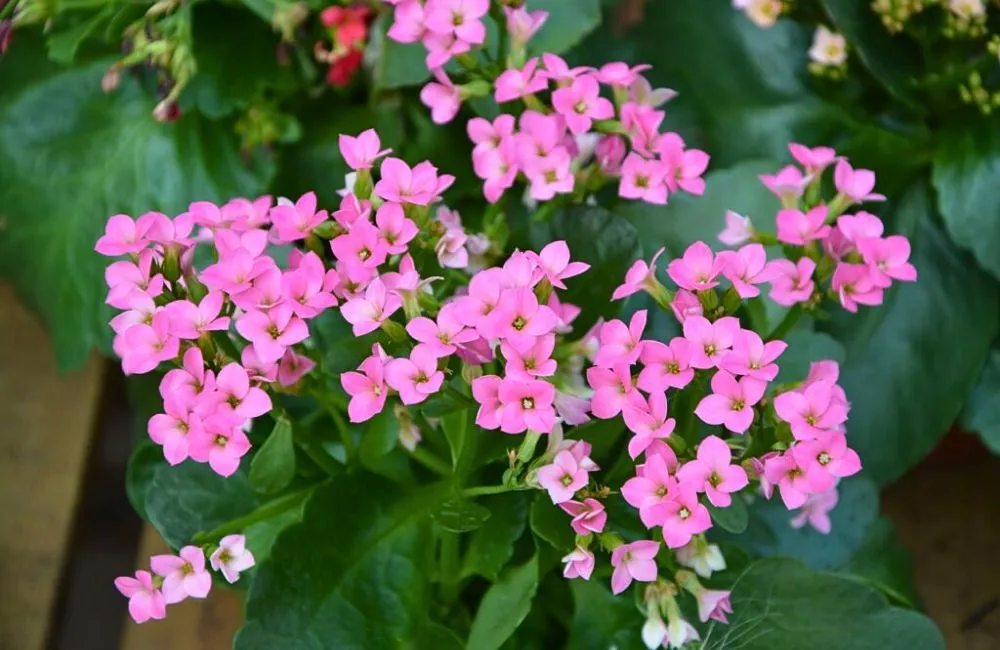 Đặc điểm cây sống đời hồng