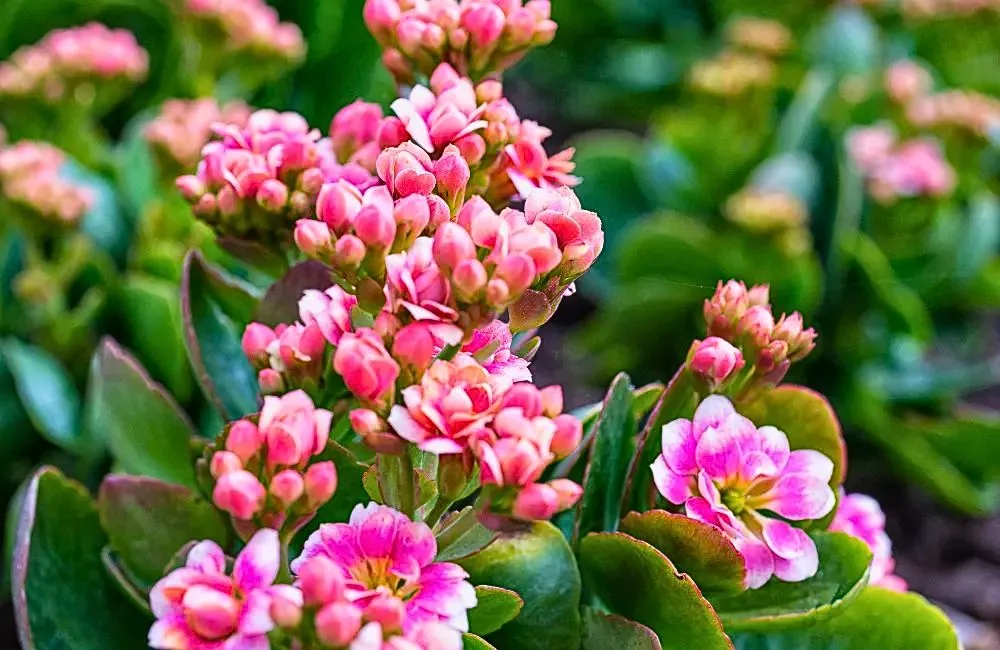 Đặc điểm cây sống đời hồng