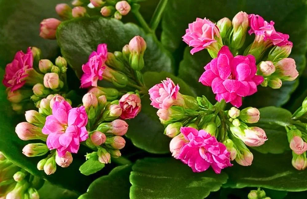 Đặc điểm cây sống đời hồng