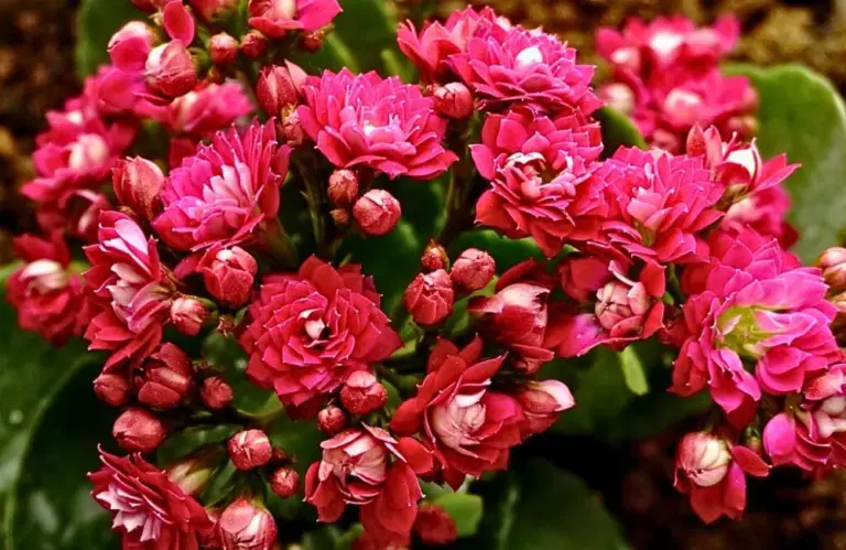 Bật mí những đặc điểm cây Sống Đời Hồng khiến giới chơi cây phải xiêu lòng