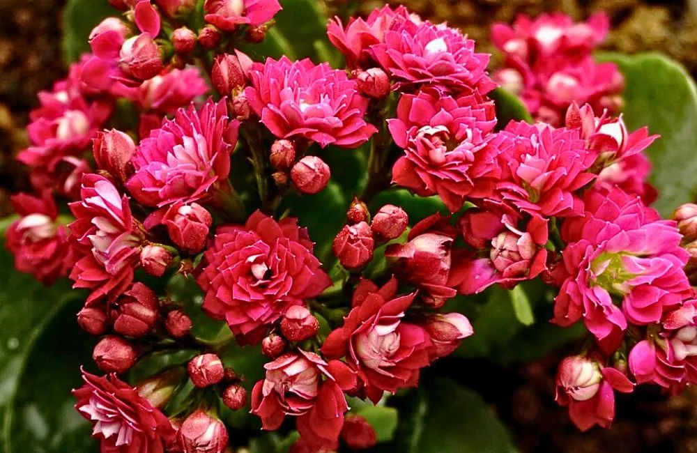 Đặc điểm cây sống đời hồng