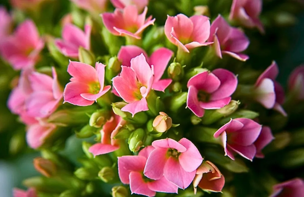 Đặc điểm cây sống đời hồng