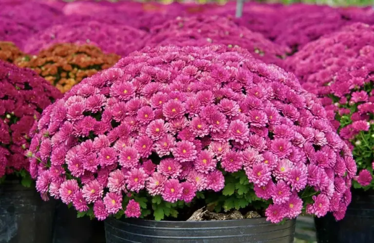 Những đặc điểm cúc MX Hồng cấy mô khiến giới chơi cây say mê