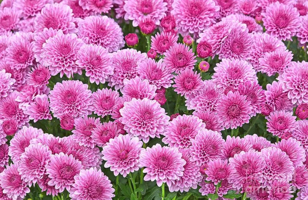 Đặc điểm cúc MX hồng cấy mô