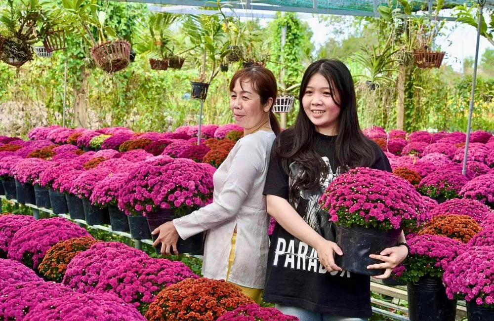 Đặc điểm cúc MX hồng cấy mô