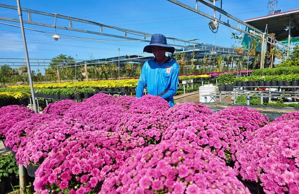 Đặc điểm cúc MX hồng cấy mô