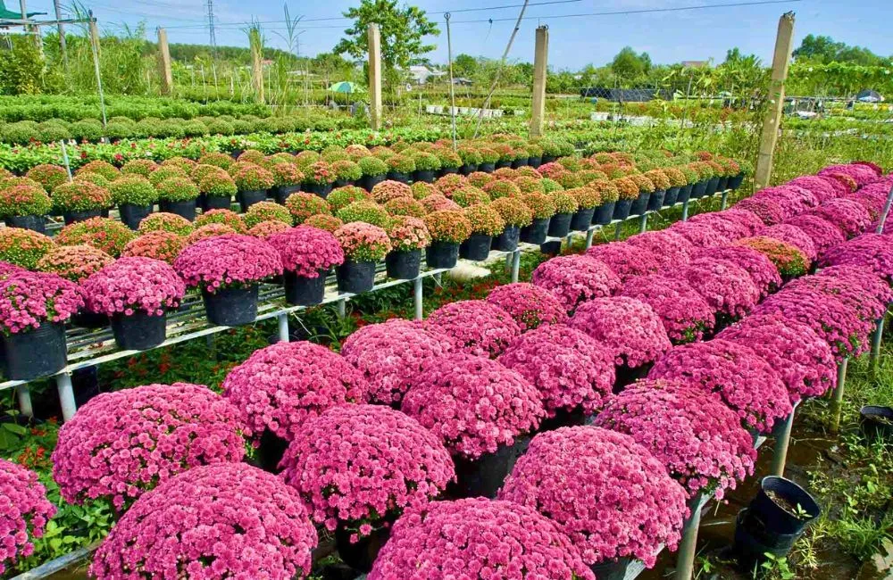 Đặc điểm cúc MX hồng cấy mô