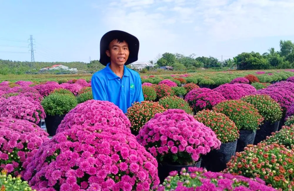 Đặc điểm cúc MX hồng cấy mô