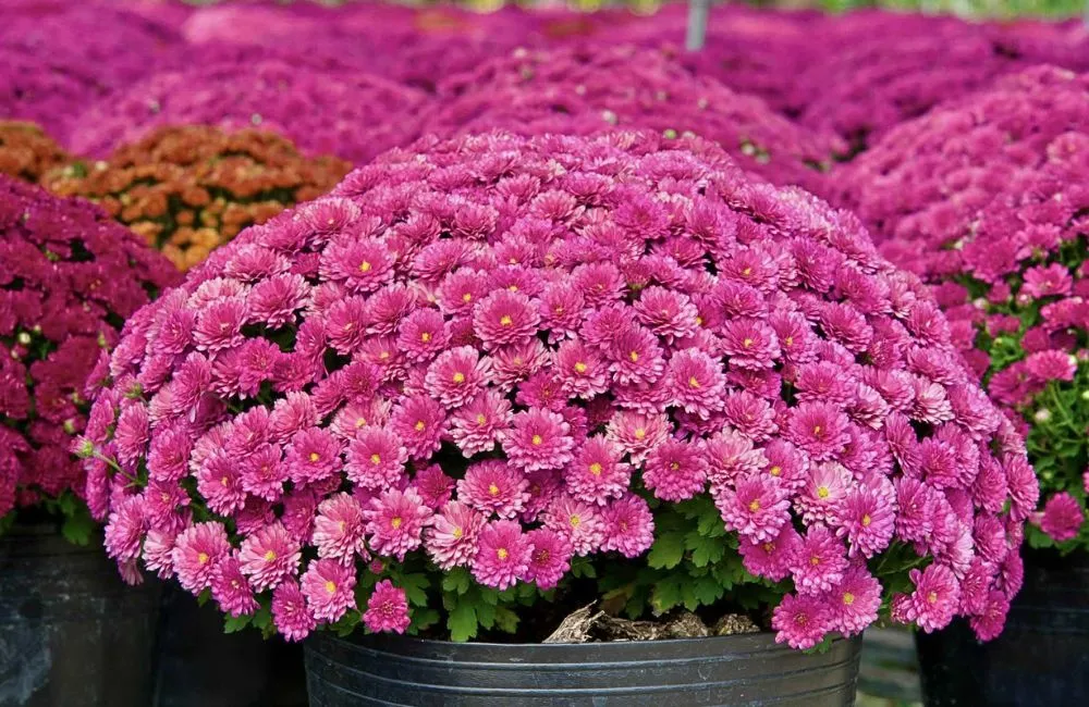 Đặc điểm cúc MX hồng cấy mô