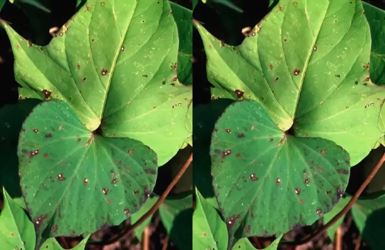 Bệnh đốm lá khoai lang Nhật nguy hiểm ra sao? Nguyên nhân và cách phòng ngừa hiệu quả