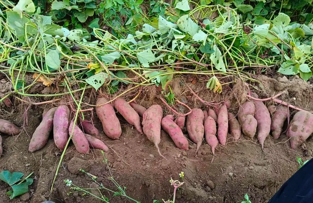 Nguyên nhân bệnh đốm lá khoai lang Nhật