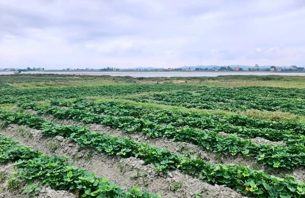 Trị bệnh đốm lá khoai lang Nhật