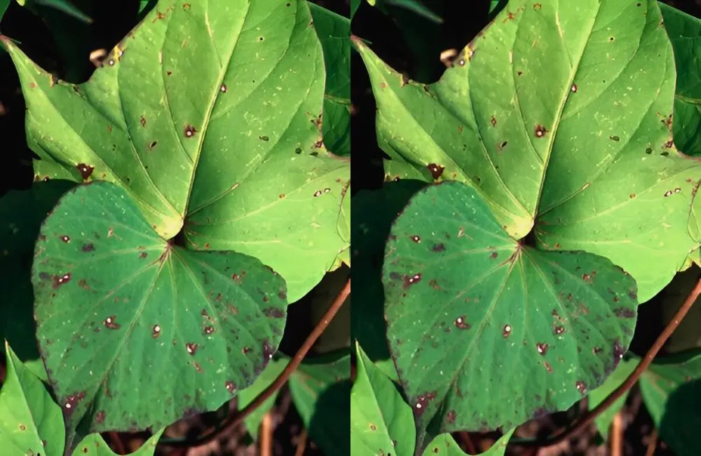 Bệnh đốm lá khoai lang Nhật